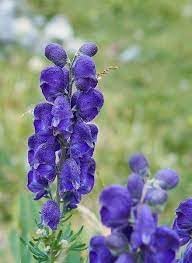 Wolfsbane Flower seeds for Planting Shade Tolerant Heirloom & GMO Free Seeds for Home Garden
Sale for planting in home garden