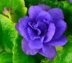 PLAT Firm Flower seeds for Planting Compact Growth Heirloom & GMO Free Seeds for Home Garden
Sale seeds for home garden planting