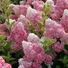 Hydrangea Paniculata Flower seeds for Planting - Low Maintenance, Heirloom & GMO Free Seeds for Home Garden
Sale for planting in home garden.