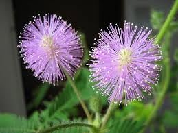 Mimosa Flower seeds for Planting Fragrant Blossoms Heirloom & GMO Free Seeds for Home Garden
Sale for planting in home garden