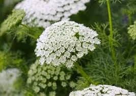 Bishop's Flower seeds for Planting Long Bloom Season Heirloom & GMO Free Seeds for Home Garden
Sale for planting in home garden