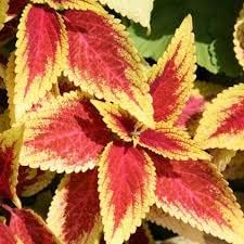 Mixed Coleus Seeds Flower seeds for Planting - Pollinator Friendly, Heirloom & GMO Free Seeds for Home Garden
Sale for planting in home garden