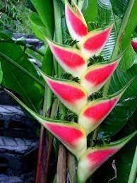 Heirloom Heliconia Wagneriana Flower seeds for Planting Low Maintenance Heirloom & GMO Free Seeds for Home Garden
Sale for planting in home garden
