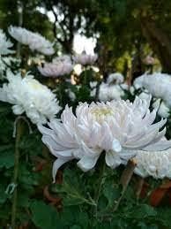 Chrysanthemum White Flower seeds for Planting - Premium Quality, Heirloom & GMO Free Seeds for Home Garden
Sale seeds for planting in home garden