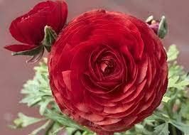 Red Ranunculus Flower seeds for Planting - Compact Growth, Heirloom & GMO Free Seeds for Home Garden
Sale for planting in home garden.
