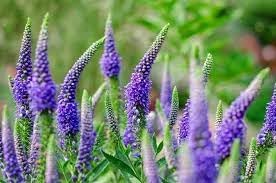 Veronica Flower seeds for Planting Pollinator Friendly Heirloom & GMO Free Seeds for Home Garden
Sale for planting in home garden