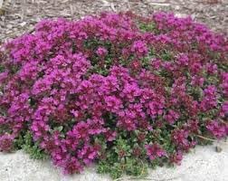 Heirloom Alyssum Flower seeds for Planting Perfect for Borders Heirloom & GMO Free Seeds for Home Garden
Sale for planting in home garden