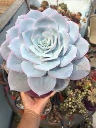 Echeveria Flower seeds for Planting - Vibrant Colors, Heirloom & GMO Free Seeds for Home Garden
Sale for planting in home garden.