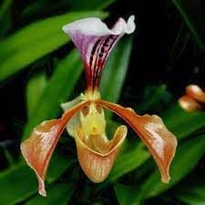 Slipper Orchid Flower seeds for Planting - Perfect for Borders, Heirloom & GMO Free Seeds for Home Garden
Sale for planting in home garden.