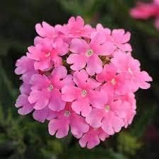Baby Pink Verbena Flower seeds for Planting - Garden Favorite, Heirloom & GMO Free Seeds for Home Garden
Sale for planting in home garden