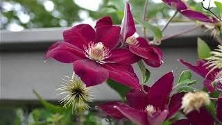 Yellow Purple Clematis Flower seeds for Planting - Pollinator Friendly, Heirloom & GMO Free Seeds for Home Garden
Sale for planting in home garden.
