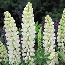 Lupinus Albus Flower seeds for Planting - Long Bloom Season, Heirloom & GMO Free Seeds for Home Garden
Sale for planting in home garden.