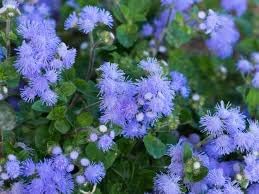 Heirloom Ageratum Flower seeds for Planting Perfect for Borders Heirloom & GMO Free Seeds for Home Garden
Sale for planting in home garden