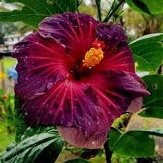 Purple Maroon Hibiscus Flower seeds for Planting - Colorful Display, Heirloom & GMO Free Seeds for Home Garden
Sale seeds for planting in home garden