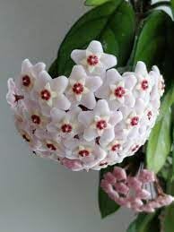 Hoya Kerrii Flower seeds for Planting Drought Tolerant Heirloom & GMO Free Seeds for Home Garden
Sale for planting in home garden