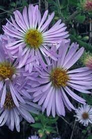 Climbing Aster Flower seeds for Planting Sun Loving Heirloom & GMO Free Seeds for Home Garden
Sale for planting in home garden