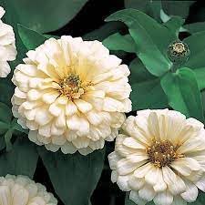 Heirloom Magellan Ivory Zinnia Flower seeds for Planting Long Bloom Season Heirloom & GMO Free Seeds for Home Garden
Sale for planting in home garden