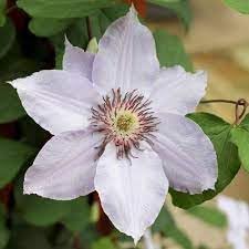 Heirloom Virginsbower Flower seeds for Planting Hardy Variety Heirloom & GMO Free Seeds for Home Garden
Sale for planting in home garden