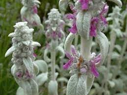 Lamb's Ear Flower seeds for Planting - Compact Growth, Heirloom & GMO Free Seeds for Home Garden
Sale seeds for planting in home garden