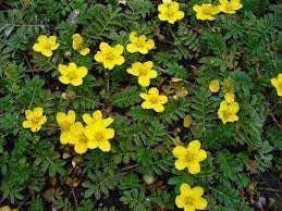 Tormentil Flower seeds for Planting - Fragrant Blossoms, Heirloom & GMO Free Seeds for Home Garden
Sale for planting in home garden.