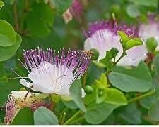 White Capparis Spinosa Flower seeds for Planting - Perfect for Borders, Heirloom & GMO Free Seeds for Home Garden
Sale for planting in home garden.