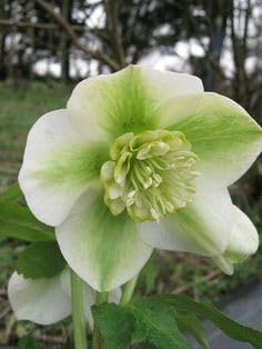 Hepatica Flower seeds for Planting - Sun Loving, Heirloom & GMO Free Seeds for Home Garden
Sale for planting in home garden