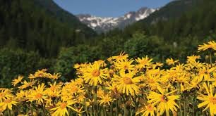 Heirloom Arnica Montana Flower seeds for Planting Seasonal Bloomer Heirloom & GMO Free Seeds for Home Garden
Sale for planting in home garden