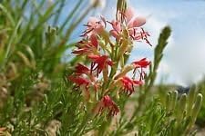 Red Gaura Flower seeds for Planting - Wildflower Mix, Heirloom & GMO Free Seeds for Home Garden
Sale seeds for planting in home garden