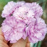 Dianthus Lavender Flower seeds for Planting - Cut Flower Favorite, Heirloom & GMO Free Seeds for Home Garden
Sale for planting in home garden.