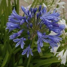 Agapanthus Africanus Flower seeds for Planting - Shade Tolerant, Heirloom & GMO Free Seeds for Home Garden
Sale for planting in home garden.