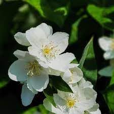 Philadelphus Coronarius Flower seeds for Planting - Perfect for Borders, Heirloom & GMO Free Seeds for Home Garden
Sale seeds for planting in home garden