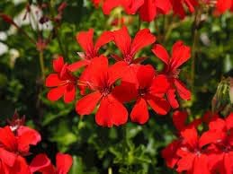 Geranium Flower seeds for Planting - Hardy Variety, Heirloom & GMO Free Seeds for Home Garden
Sale for planting in home garden