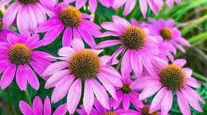 ConeFlower seeds for Planting Seasonal Bloomer Heirloom & GMO Free Seeds for Home Garden
Sale for planting in home garden
