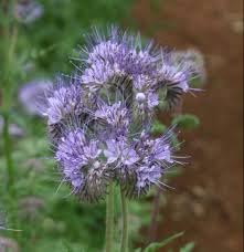 Phacelia Flower seeds for Planting Vibrant Colors Heirloom & GMO Free Seeds for Home Garden
Sale for planting in home garden