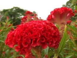 Heirloom Rooster Flower seeds for Planting Colorful Display Heirloom & GMO Free Seeds for Home Garden
Sale for planting in home garden