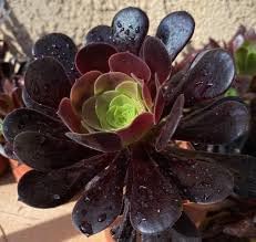 Aeonium Flower seeds for Planting Seasonal Bloomer Heirloom & GMO Free Seeds for Home Garden
Sale for planting in home garden