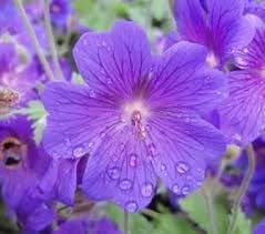 Geranium Pratense Flower seeds for Planting Compact Growth Heirloom & GMO Free Seeds for Home Garden
Sale for planting in home garden