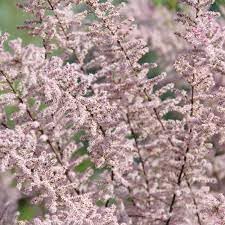 Tamarix Flower seeds for Planting - Garden Favorite, Heirloom & GMO Free Seeds for Home Garden
Sale seeds for planting in home garden