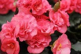 Heirloom Begonia Flower seeds for Planting Hardy Variety Heirloom & GMO Free Seeds for Home Garden
Sale for planting in home garden