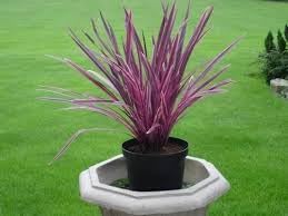 Cordyline Flower seeds for Planting Low Maintenance Heirloom & GMO Free Seeds for Home Garden
Sale for planting in home garden