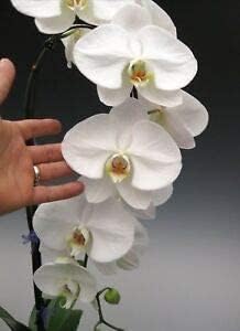 Phalaenopsis Orchid Flower seeds for Planting - Bright Blooms, Heirloom & GMO Free Seeds for Home Garden
Sale for planting in home garden.