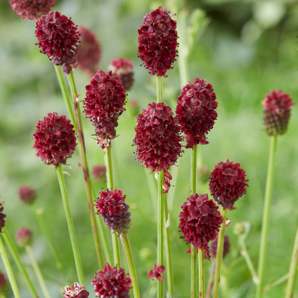 Sanguisorba (Sanguisorba Officinalis) seeds for planting in home garden