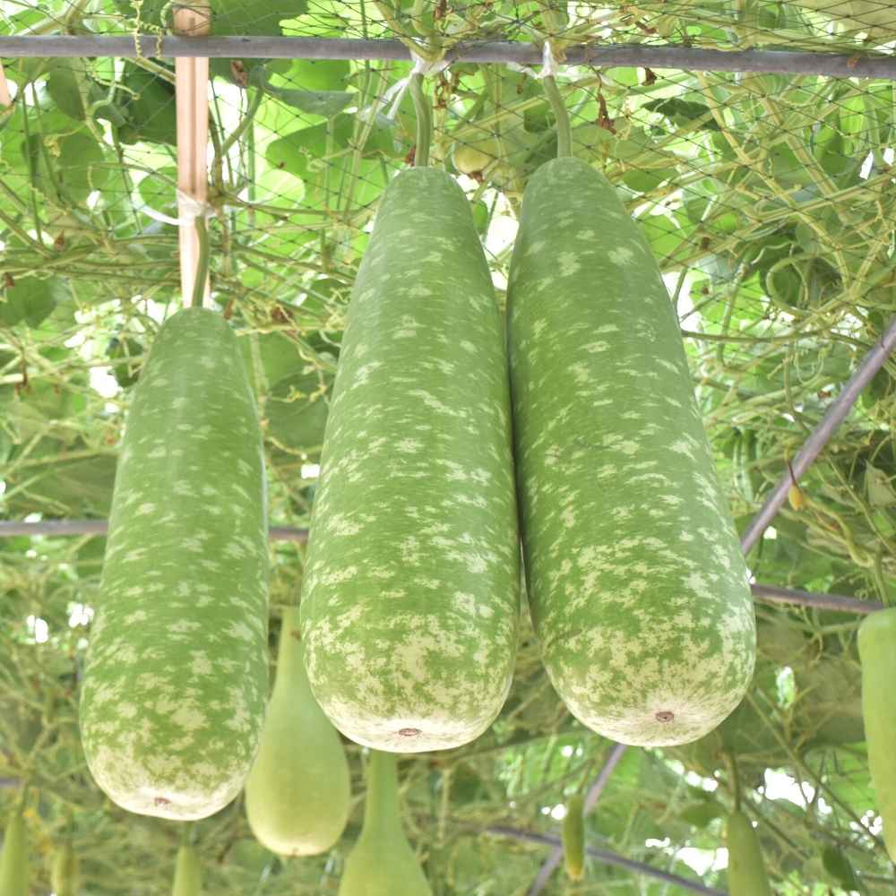 植え付け用ひょうたんの種