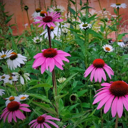 Coneflower 'Baby Swan Pink' (Echinacea) Flower Seeds for Planting – Heirloom, Non-GMO, Pollinator-Friendly