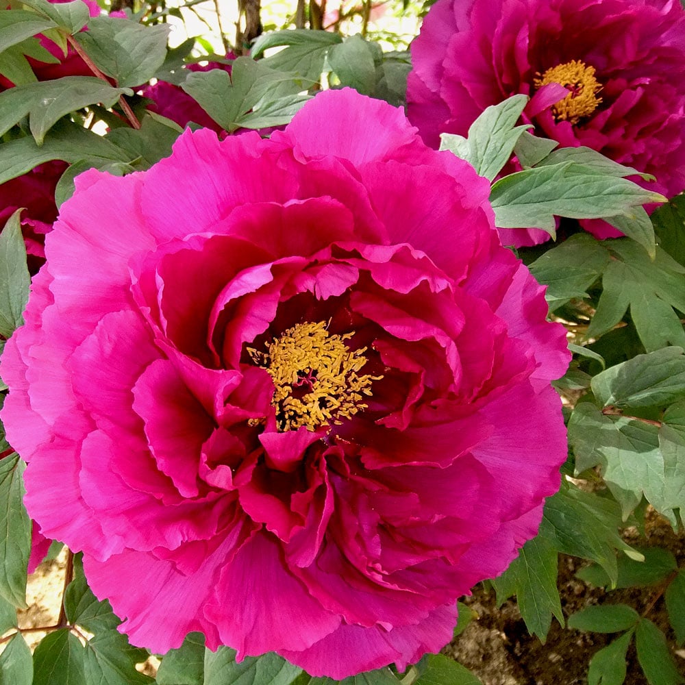 Paeonia Flower seeds for Planting Shade Tolerant Heirloom & GMO Free Seeds for Home Garden
Sale seeds for home garden planting