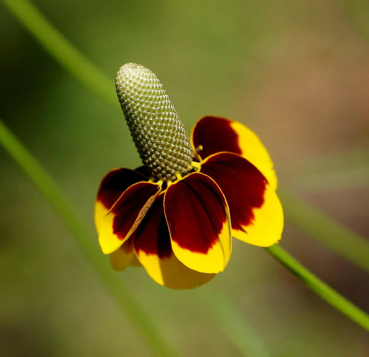 Mexican Hat Flower Seeds