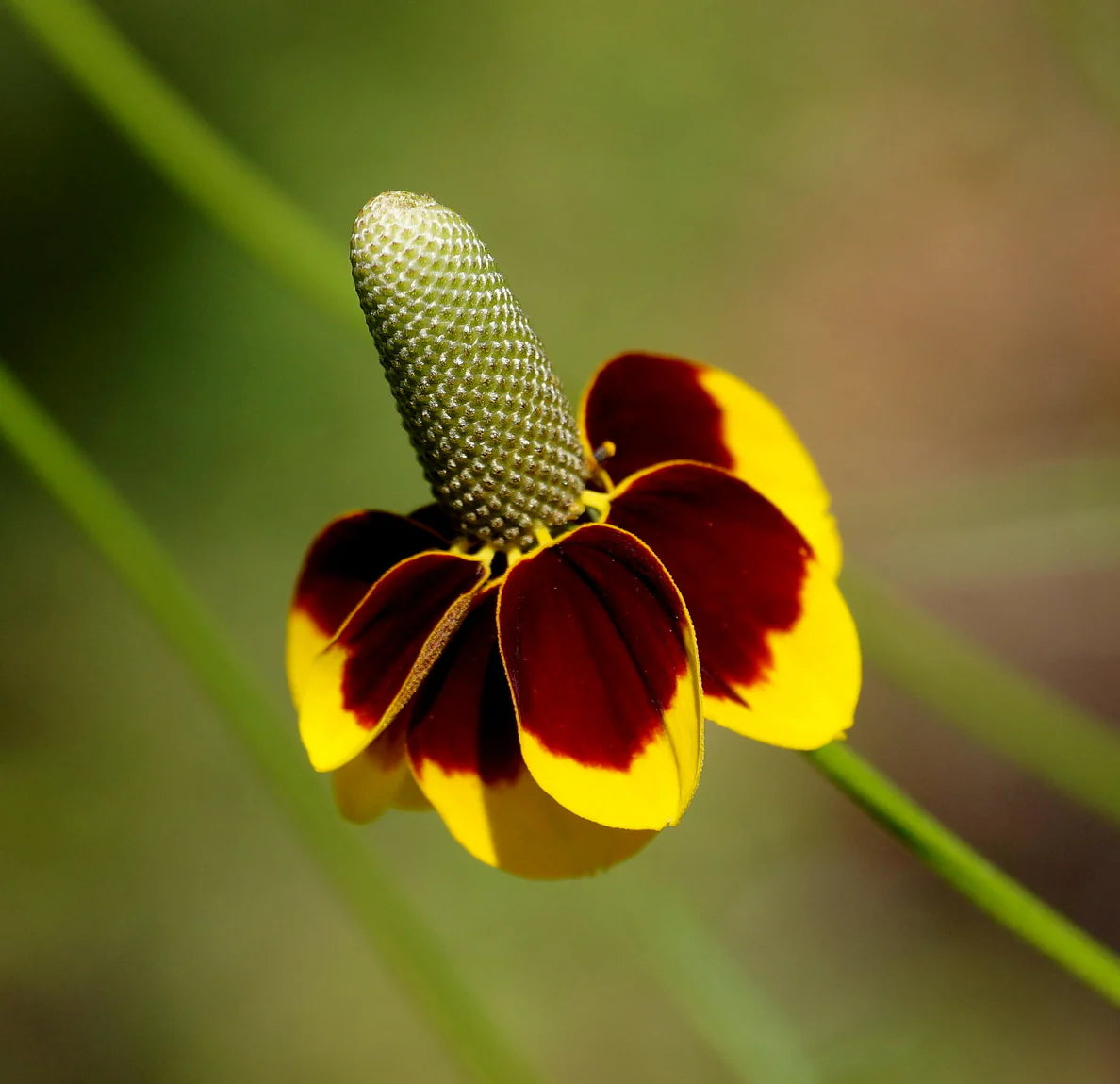 Mexican Hat Flower Seeds