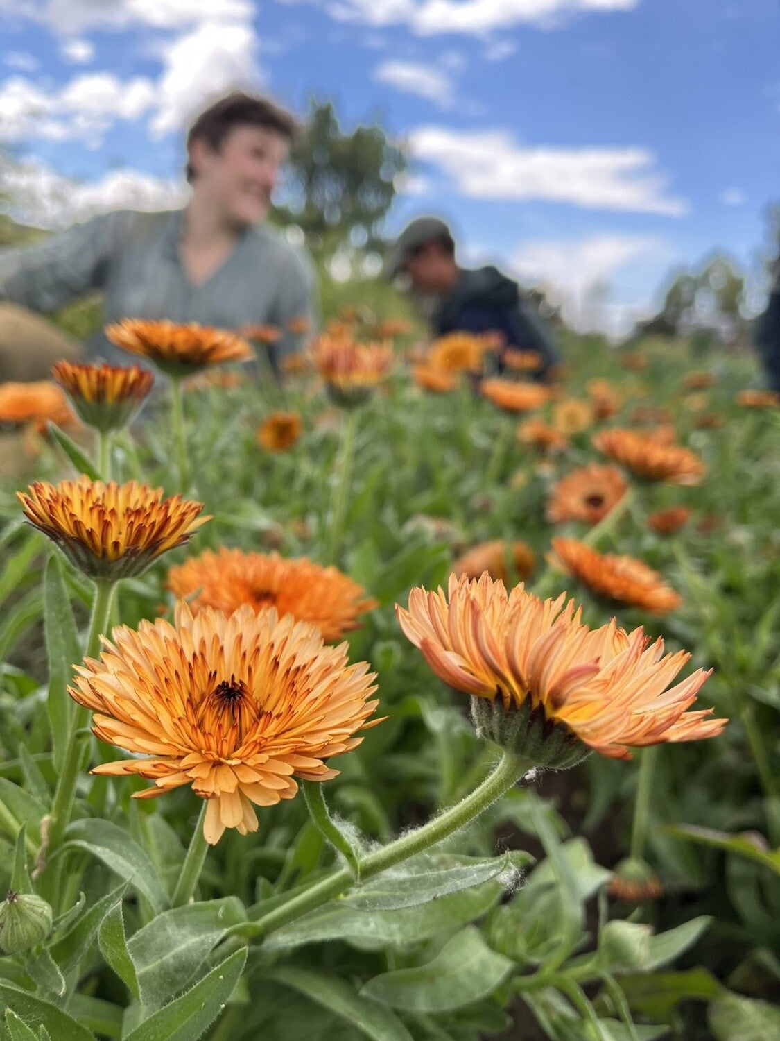 Calendula Zeolights Flower Seeds