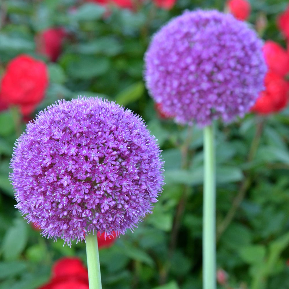 Giant Allium Flower Seeds