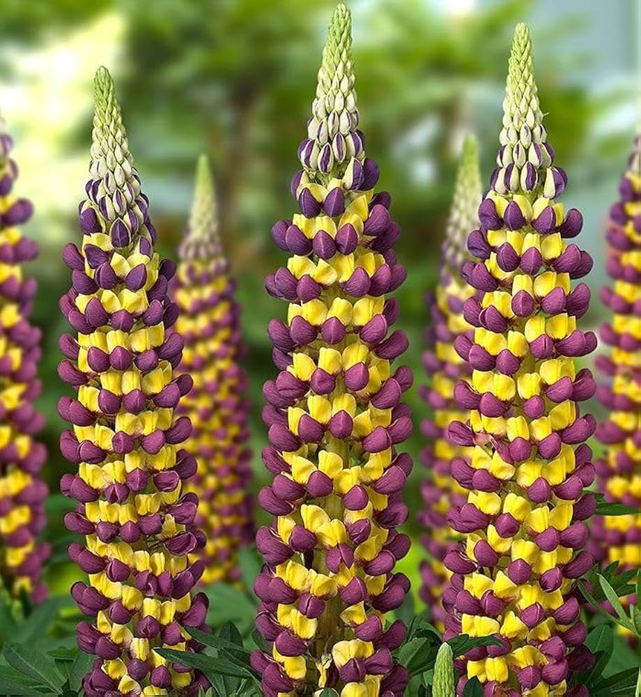lupine wildflower seeds Lupine Wildflower Seeds Dark Red & Yellow for Planting – Heirloom, Non – Pure Asia Seeds